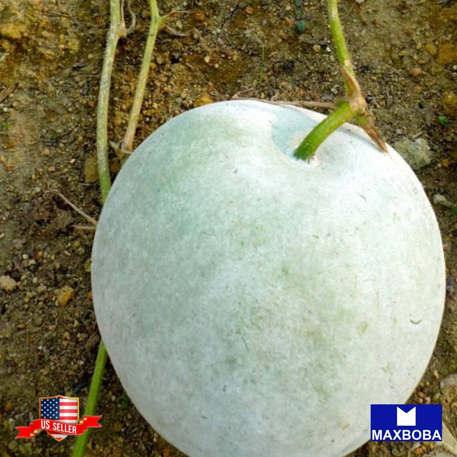 Gourd Seeds Oblong Non-GMO Heirloom Vegetable - $11.01