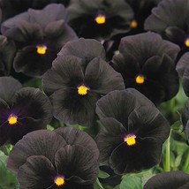 US Seller Pansy Seeds Character Black Fast Shipping - $21.50