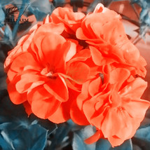 10 Seeds Geranium Purely Orange Double Petals Bonsai Flowers &#39;Seeds&#39; Big Flowers - $6.77