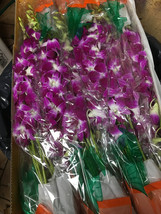 dendro orchids Dendrobium fresh cut  Orchid 60 stems in box Dendrobiums ... - £129.36 GBP