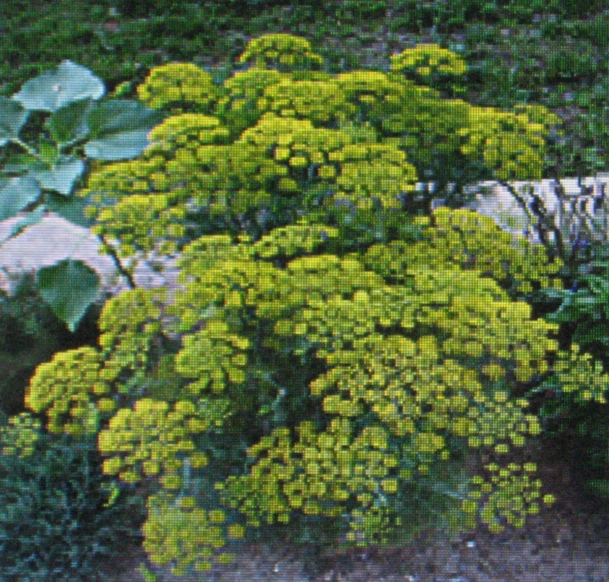 DILL HERB *  BULK   * BOUQUET VARIETY * 1000 SEEDS - $6.56