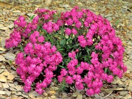 FA Store 1000 Catchfly Flower Seeds None So Pretty Native Wildflower Patio - £7.07 GBP