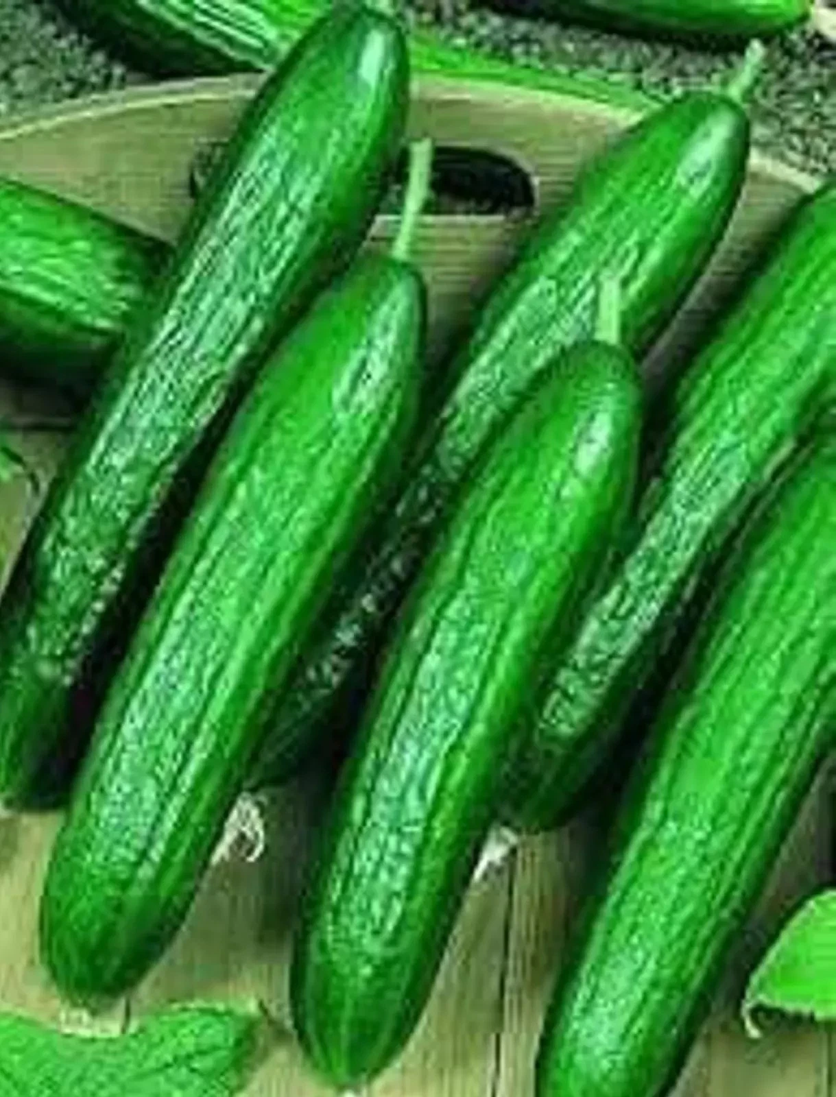 25+ Beit Alpha Cucumber Seeds --------- Persian / Lebanese - Heirloom - ... - $7.38