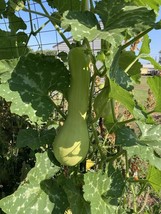 Tromboncino Zucchini Squash Seed- Unique Long Gooseneck 4 Summer or Winter Use - $5.69