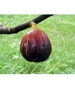 Live Plant - Fig Tree - &#39;Magnolia&#39; - Fruiting Fig Tree - Ficus Carica - $29.00