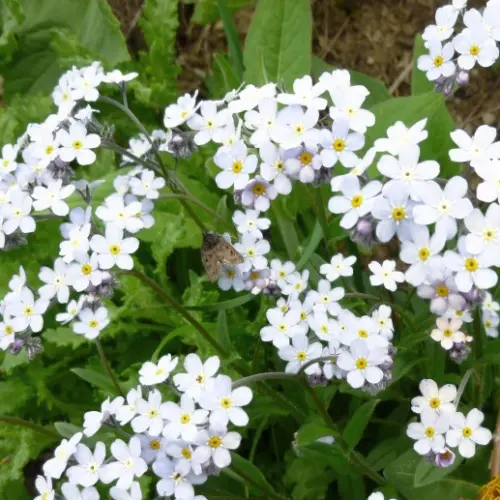 SEPTH 50+ Forget Me Not &#39;Victoria White&#39; Seeds - Myosotis sylvatica Victoria Ser - $9.52