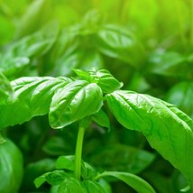 Sweet Basil - Seeds - Organic - Non Gmo - Heirloom Seeds – Herb Seeds FRESH - £6.98 GBP