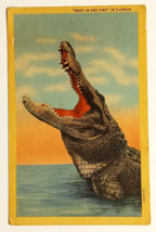 Alligator Drop In Any Time Reptile Florida FL Linen Curt Teich UNP Postcard 1936 - £3.93 GBP