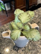 ❤️ Velvet Flame Violet, Episcia Cupreata FAST Growing Rooted Plant - $5.99