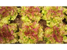 1000 Prize Head Leaf Lettuce Seeds Crisp Sweet Tender Gardening USA SHIPPING - $10.47