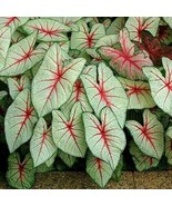 1 WHITE QUEEN Fancy Leaf Caladium Bulbs, Outdoor &amp; Indoor Houseplant - $34.95