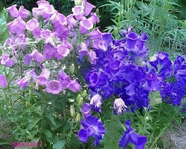 100 Seeds Canterbury Bells Mixed Perennial Flower - $9.98
