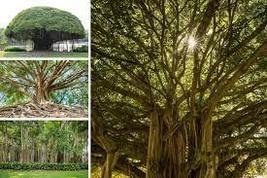 200 Banyan Tree seeds, Ficus benghalensis seeds, Exotic Fig Tree Seeds - £3.99 GBP