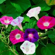 100 Seeds Morning Glory Mixed Flower Non-GMO Heirloom Fresh Garden - $9.90