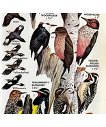 Woodpeckers Bird 6 Different Types 1966 Audubon Antique Art Print ADBN1o - $379.94 MXN