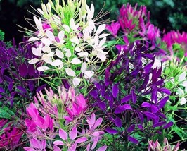 100_+ Queen Mix Spider Seeds Clome Spinosa Perennial 1172 Butterfly From Us - $9.49