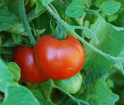 VC Sub Arctic Plenty Early Tomato Seeds Heirloom Organic 4953 Days Sim. ... - $9.77