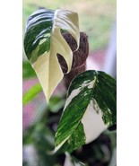 Pothos Epipremnum Pinnatum Albo Variegata - White & Green - $14.36