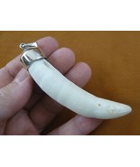 (g968-34-5) Big 3-1/2&quot; GATOR Alligator Tooth Teeth SILVER CAPPED pendant... - $4,838.69 MXN