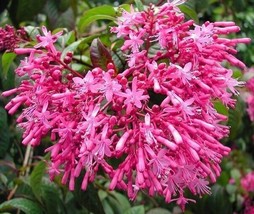 FROM US 40 Seeds Fuchsia Paniculata (Shrubby Fuchsia) GV18 - £22.38 GBP