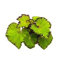 Begonia River Nile 4 inch Rhizomatous Lime Green - £13.99 GBP