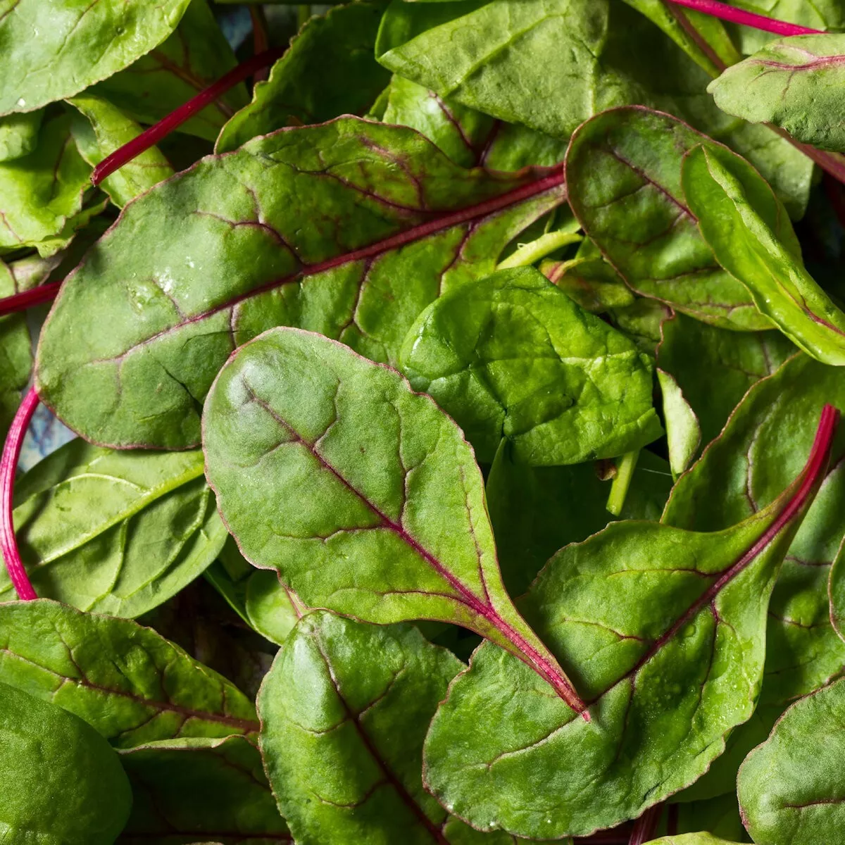 1/4 Lb Bull&#39;s Blood Beet Seeds  - $25.49
