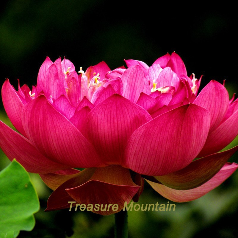 SL 1 Professional Pack, 1 Seeds / Pack, &#39;Empress Wu&#39; Red Lotus Flower Wa... - $0.80