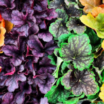 Mixed Heuchera Bonsai Coral Flower Coral Bells 100 PCS Seeds - $11.86
