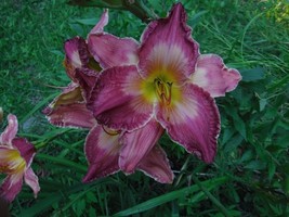 Item image 1 image 1