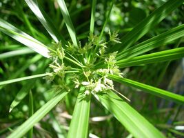Umbrella Plant Cyperus alternifolius 500 Seeds - €9,27 EUR