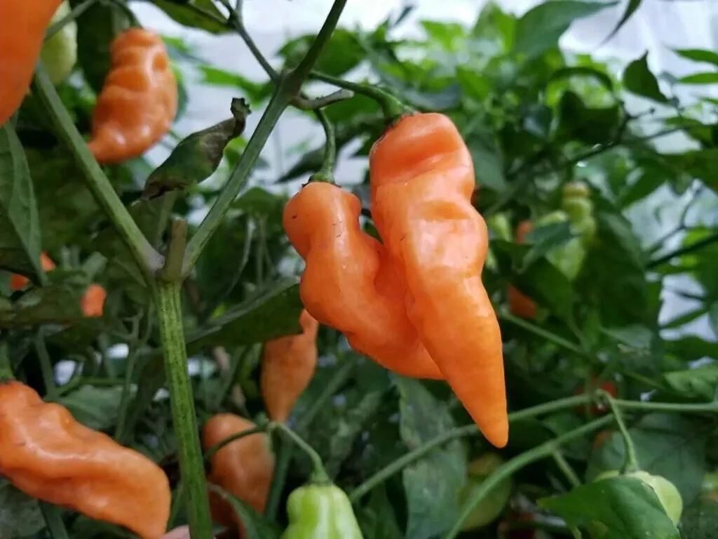 25 Seeds Habanada Pepper Vegetables Fast US Shipping - $9.50