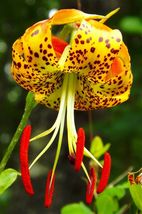 Lilium superbum | Turks-Ca American Tiger Turban Swamp Lily 20_Seeds_Ter... - £17.25 GBP