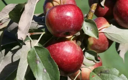 25 Frostbite Apple Seeds for Garden Planting - $5.48