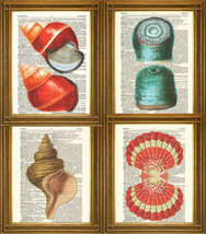 Shell Patterns: Conch, Anemone, Clam Feston, Bathroom Art-
show original... - £5.36 GBP
