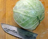 600 Cabbage Seeds Danish Ballhead Heirloom Non Gmo Fresh Fast Shipping - $8.99