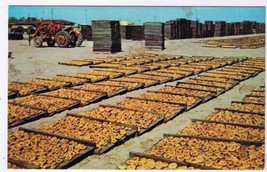 California Postcard San Joaquin Valley Fruit Drying Yard - £1.63 GBP