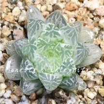 100 Pcs Rainbow YuLu Bonsai Potted Succulents Fleshy Shining Green Plant... - $5.78