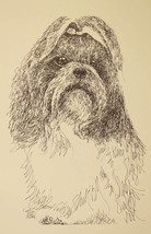 Shih Tzu dog art portrait drawing PRINT 57 Kline adds dog&#39;s name free GR... - $49.45