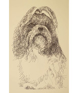 Shih Tzu dog art portrait drawing PRINT 57 Kline adds dog&#39;s name free GR... - $49.45