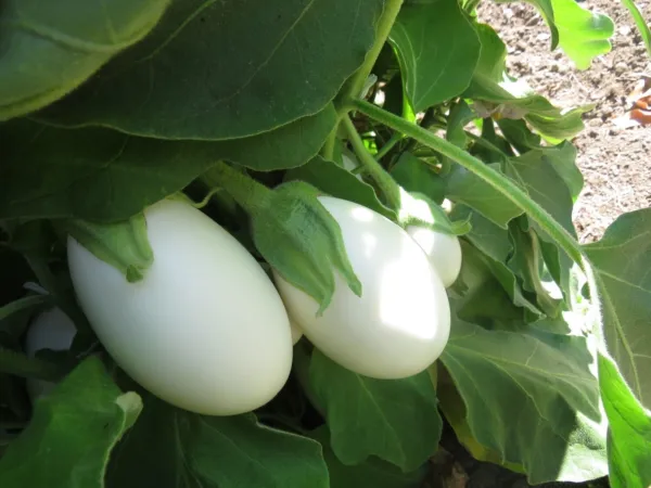 50 Eggplant White Star Hybrid Eggplant Seeds Egg Plant Seed - £10.75 GBP