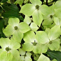 New Fresh Seeds 10 Greensleeves Dogwood Seeds Cornus Kousa Var Chinensis... - £13.85 GBP