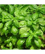 MX Italian Basil Seeds Large Leaf Heirloom Non GMO Culinary Bulk Seed - $185.09 MXN