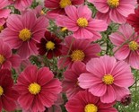 LWK 200 Antiquity Cosmos Seeds Easy Grow - $12.93