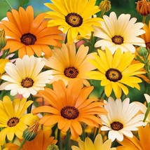 200 African Daisy Flower Seeds Fast Ship Fresh Seeds USA SELLER - $13.98