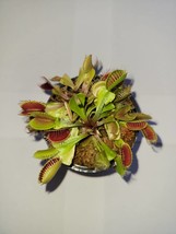 3 small Flexx Venus Flytraps (Fly Trap Carnivorous Plants) 3 inch pot - £13.95 GBP