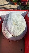 HGBO 10 Seeds  Giant Benincasa Hispida Wax Gourd Ash Gourd Winter Melon From US - £6.74 GBP