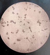 Hog Cholera Swine Plague Microscope Plate Print Victorian 1887 Agriculture DWT9A - £31.44 GBP