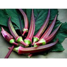 USA Seller Red Velvet Okra Seeds Organic Fast Shipping - £10.63 GBP