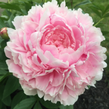 Chinese Peony Tree Seeds - Light Pink Double Flowers Ball Type - 10 Seeds - $8.30