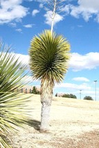 15 SEEDS Yucca Thompsoniana succulent rare cactus seed aloe agave garden  - £11.24 GBP